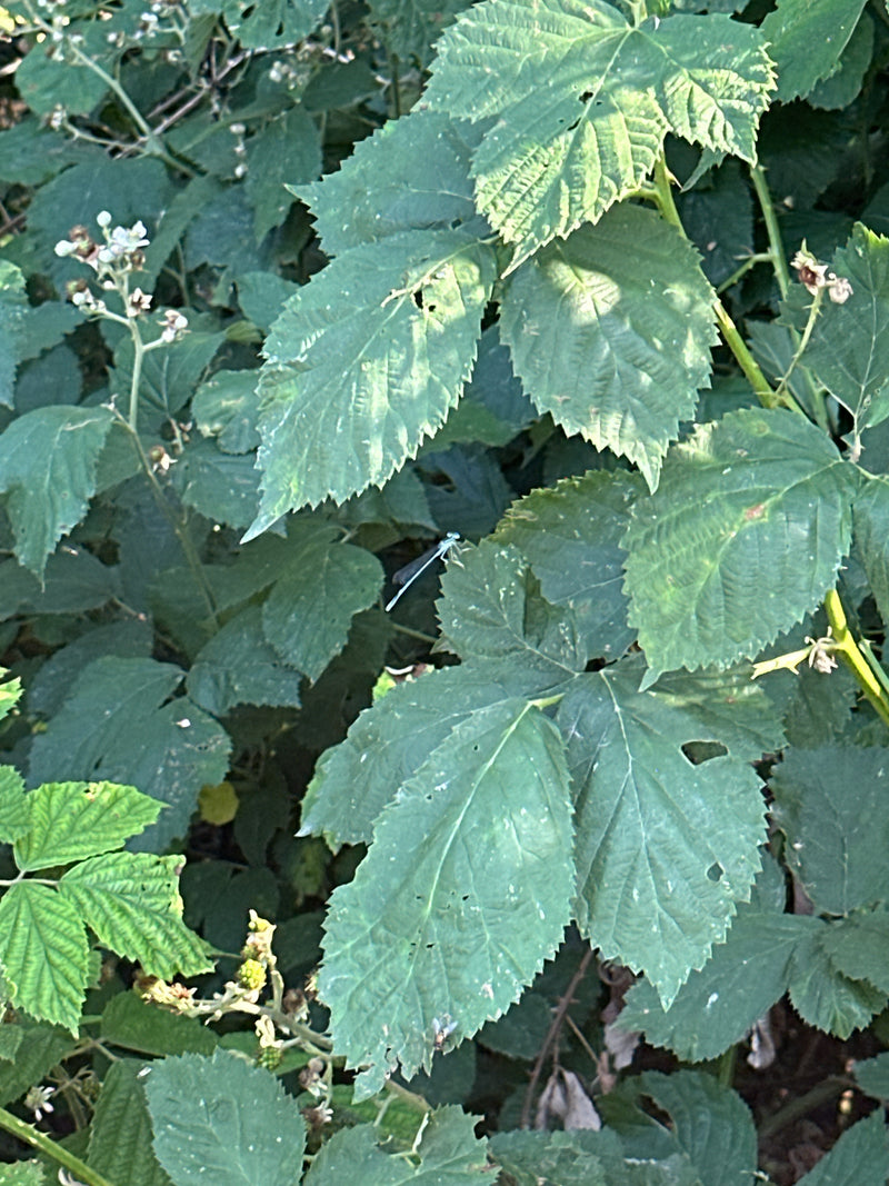 Hufeisen-Azurjungfer — Bild 2