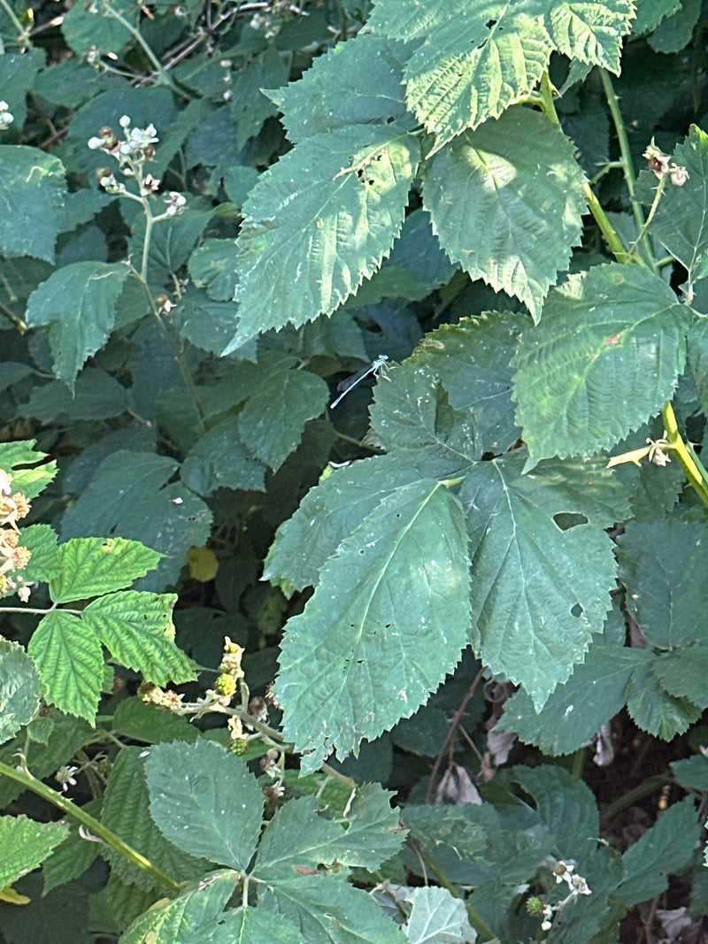Hufeisen-Azurjungfer — Bild 3