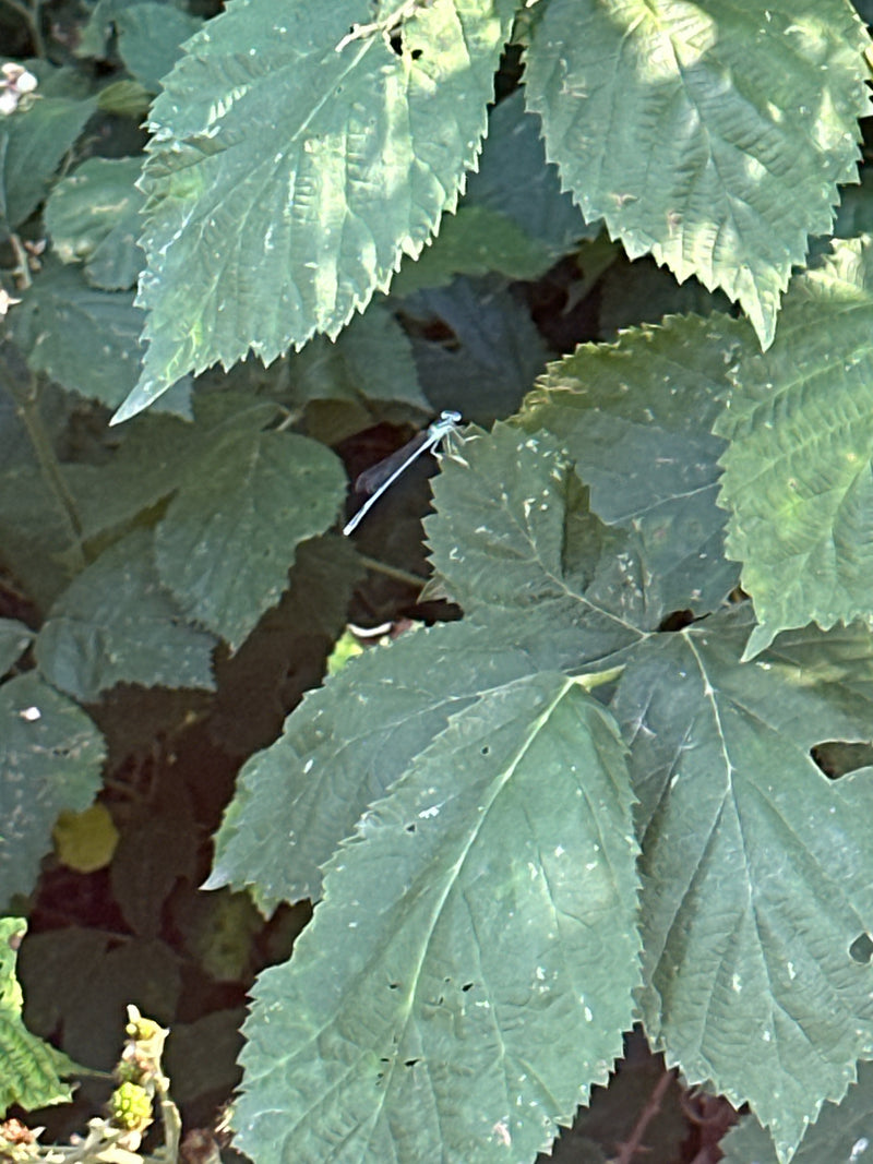 Hufeisen-Azurjungfer — Bild 4