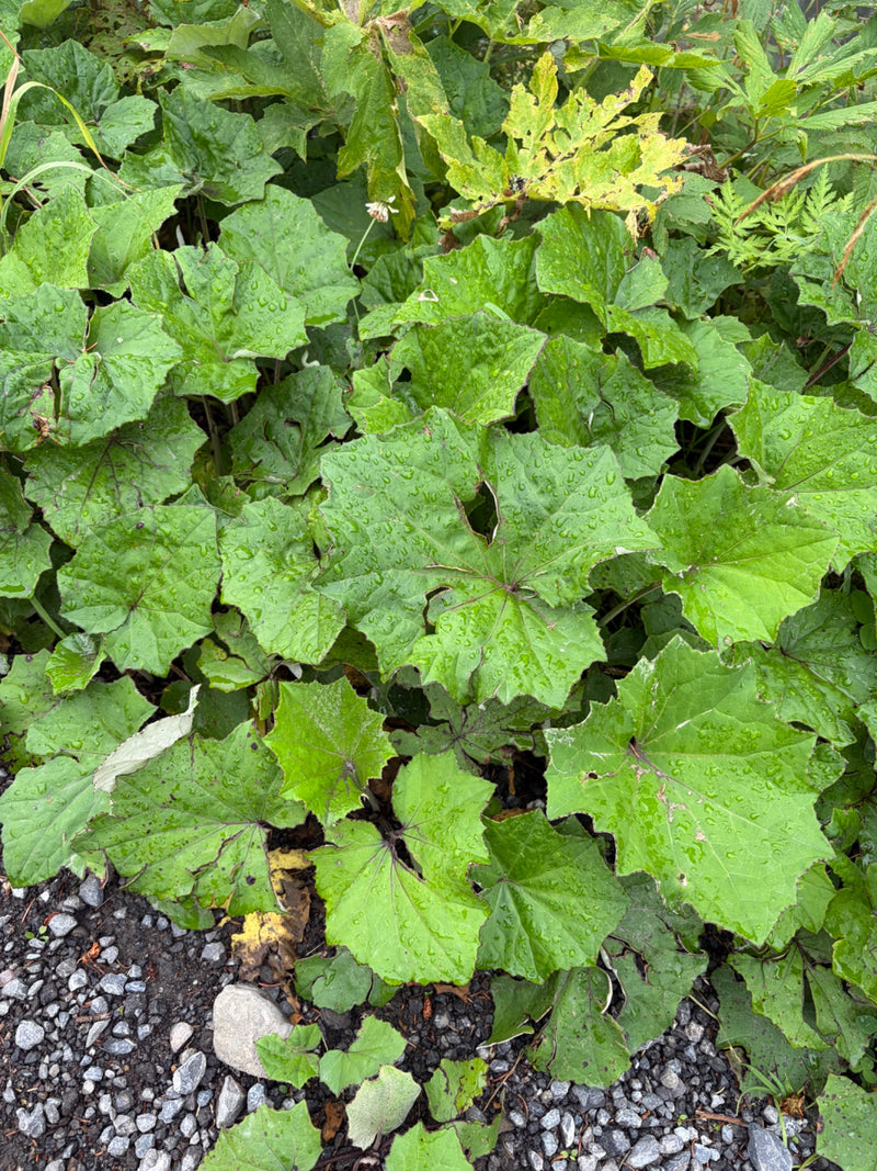 Huflattich — Bild 1