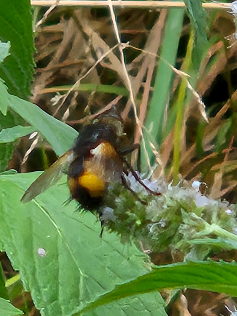 Hummel-Schwebfliege — Bild 2