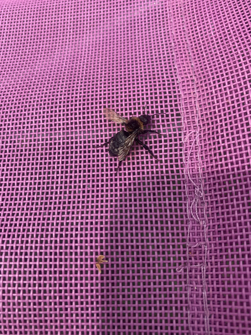 Hummel (unbestimmte Art) — Bild 2