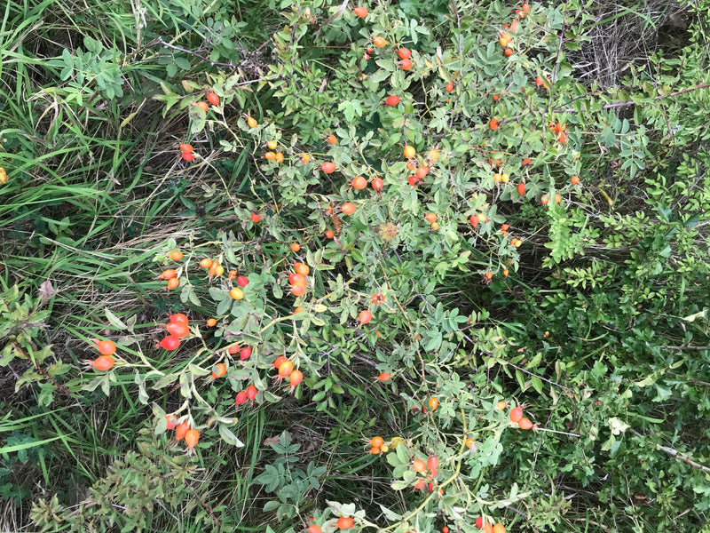Hagebutten — Bild 5 von 27