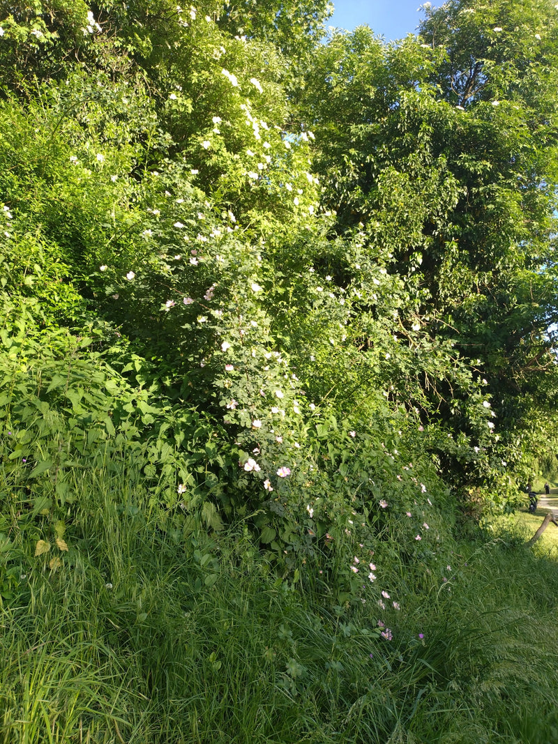 Hagebutten — Bild 1
