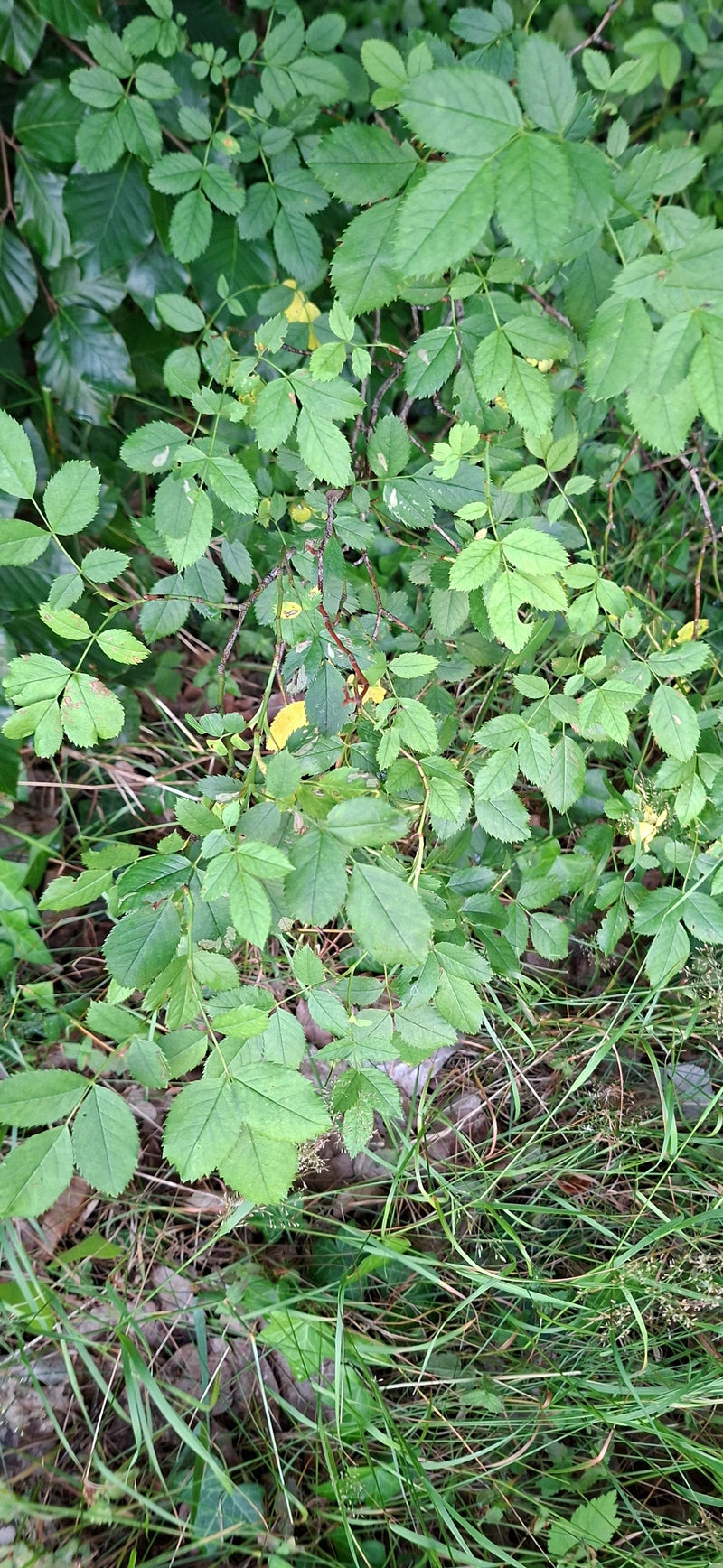 Hagebutten — Bild 2