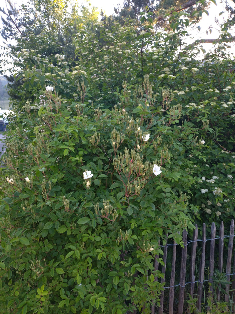Hagebutten — Bild 4