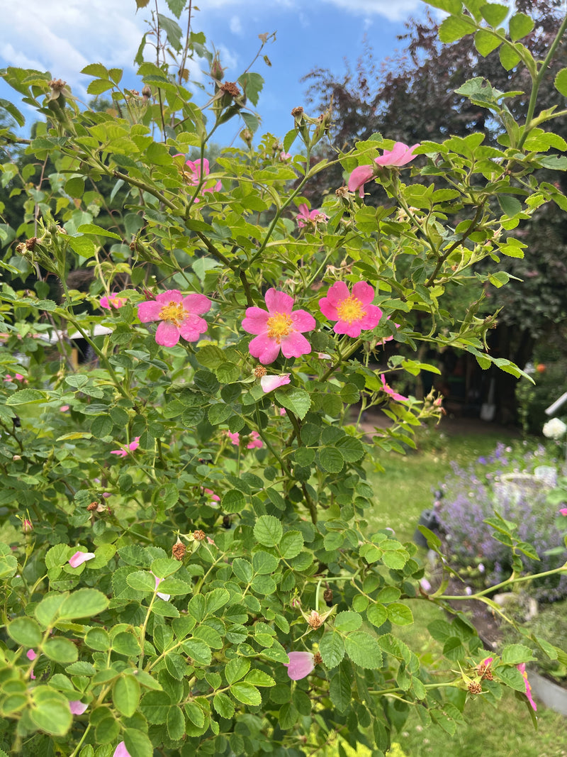 Hagebutten — Bild 5