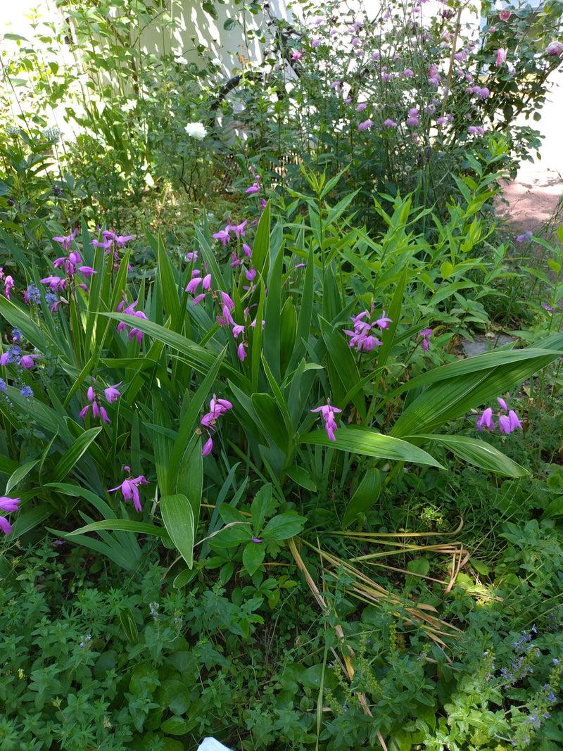 Hyazinthen-Orchidee — Bild 1