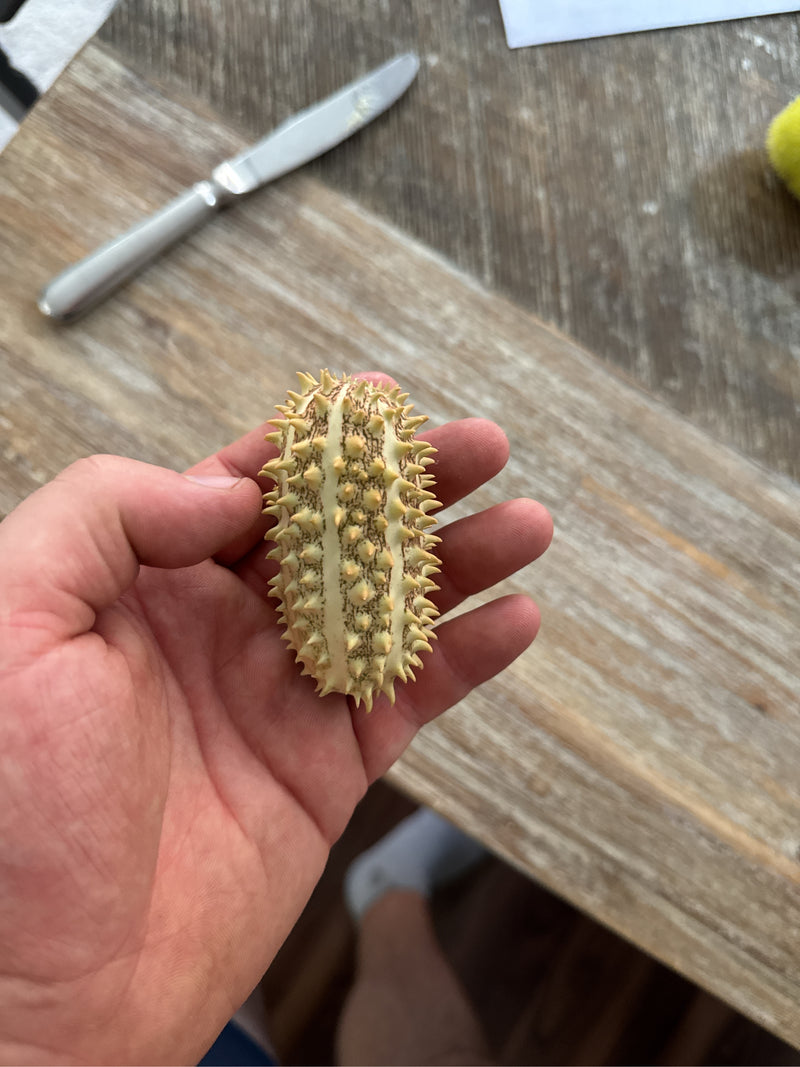 Igel-Gurke — Bild 2 von 2