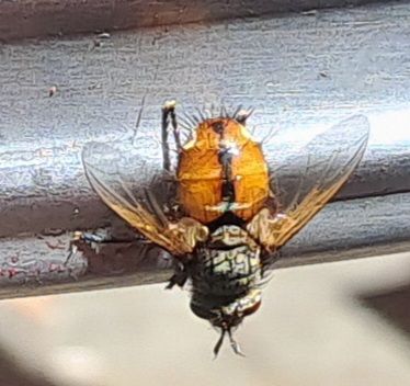 Igel-Raupenfliege — Bild 3