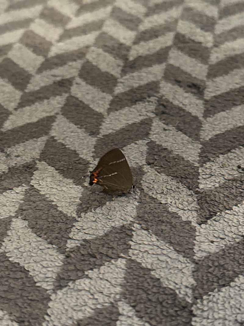 Ilex-Zipfelfalter — Bild 2