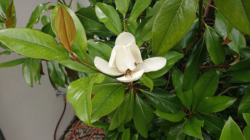 Immergrüne Magnolie — Bild 2