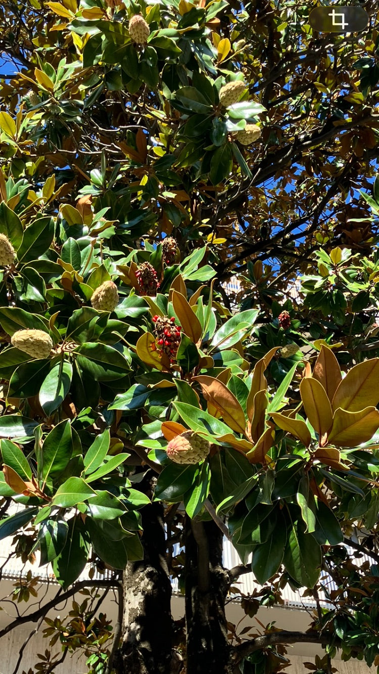 Zu sehen ist ein Ausschnitt einer Immergrünen Magnolie mit glänzenden, lederartigen Blättern und markanten Fruchtständen. Die Aufnahme zeigt den Baum von unt...