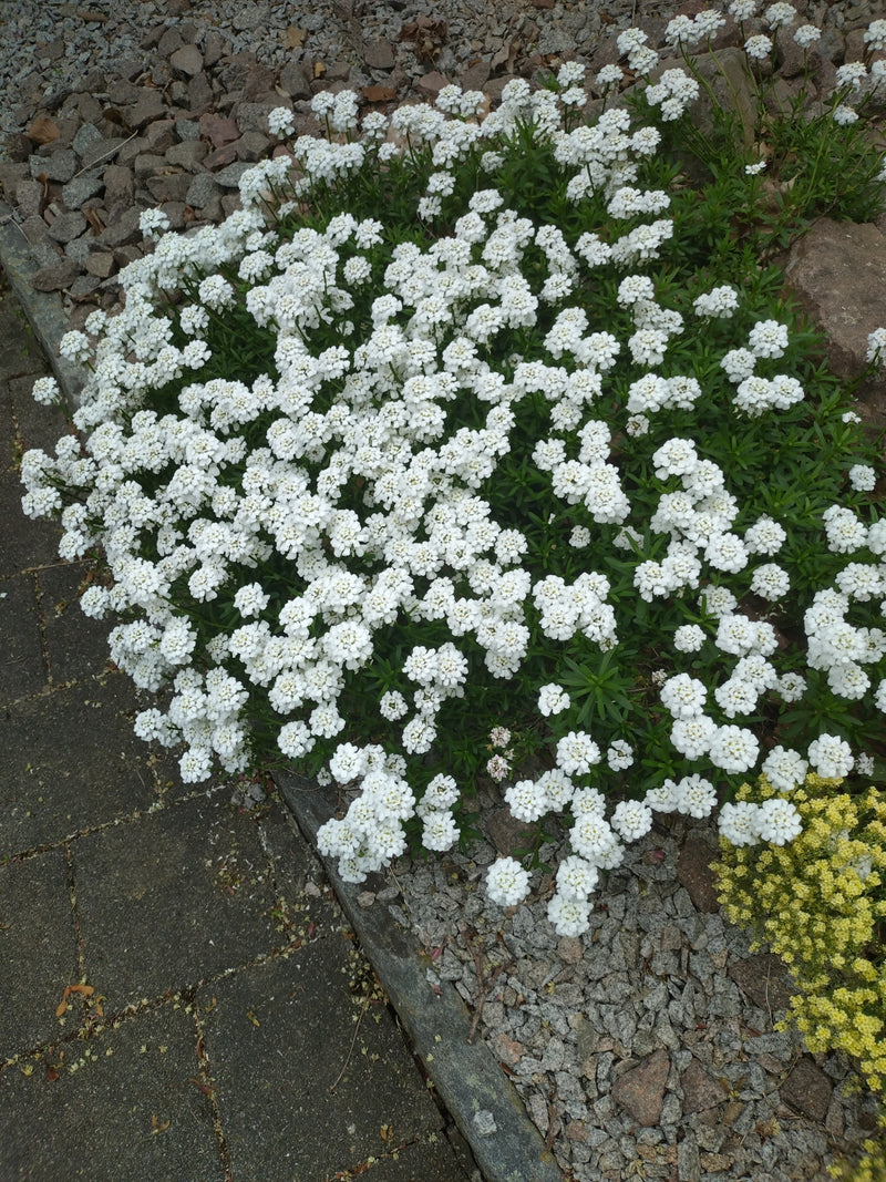 Immergruene Schleifenblume — Bild 2