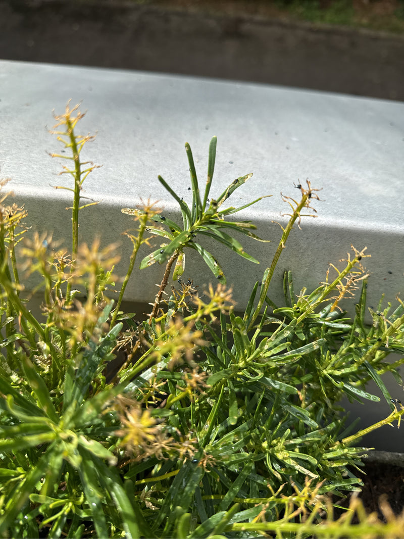 Immergruene Schleifenblume — Bild 1
