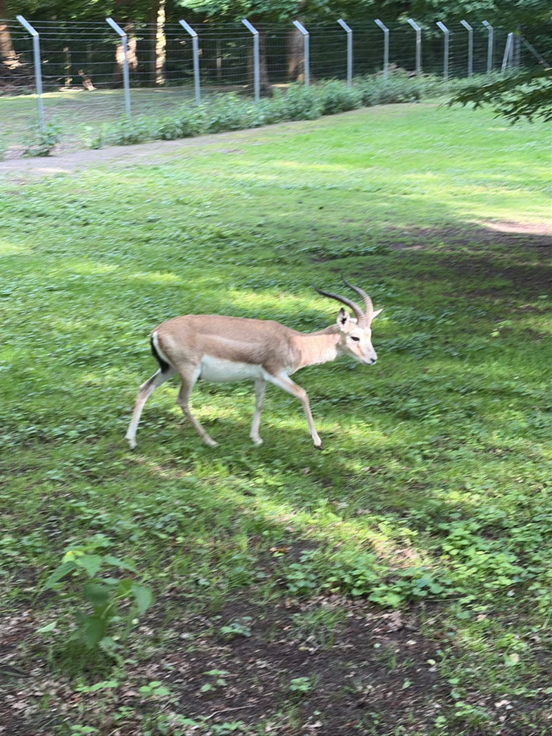 Indische Gazelle — Bild 1