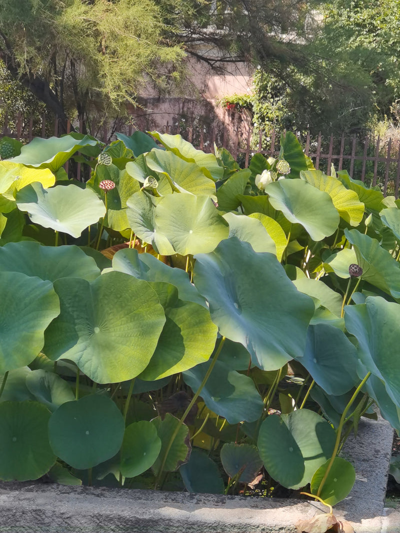 Indische Lotosblume — Bild 1