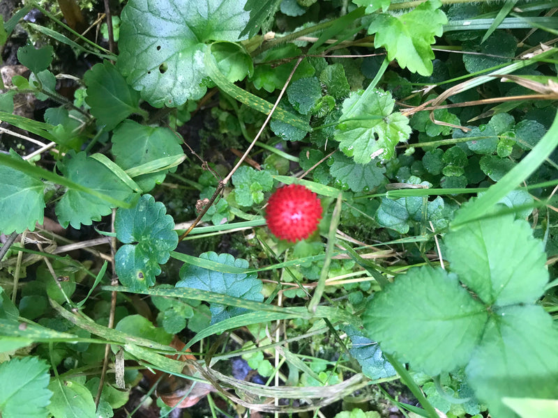 Auf dem Bild ist die rote, kugelige Frucht einer Indischen Scheinerdbeere zu sehen. Sie liegt inmitten von grünem Gras und verschiedenen Blättern am Boden.