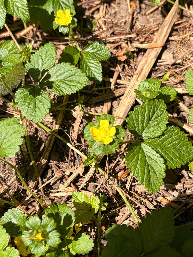 Indische Scheinerdbeere — Bild 1