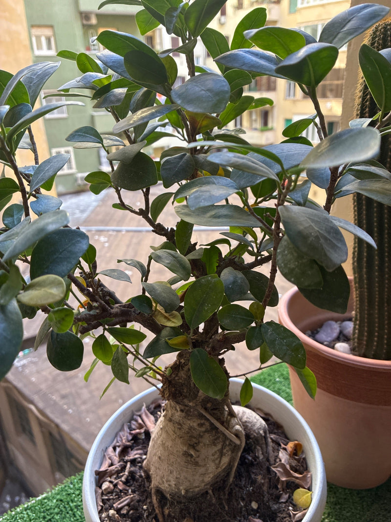 Eine Chinesische Feige mit knollenartig verdickter Wurzel wächst als Bonsai in einem weißen Blumentopf.