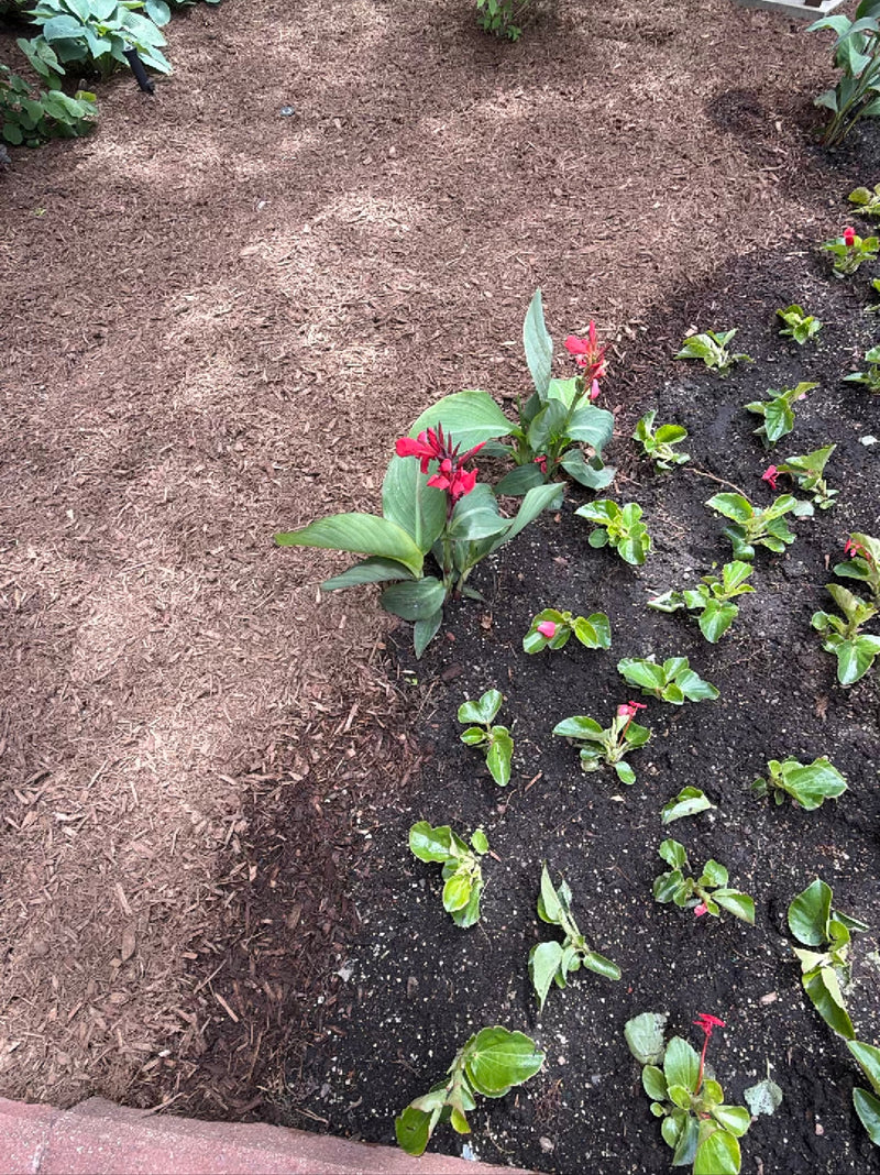 Indisches Blumenrohr — Bild 2