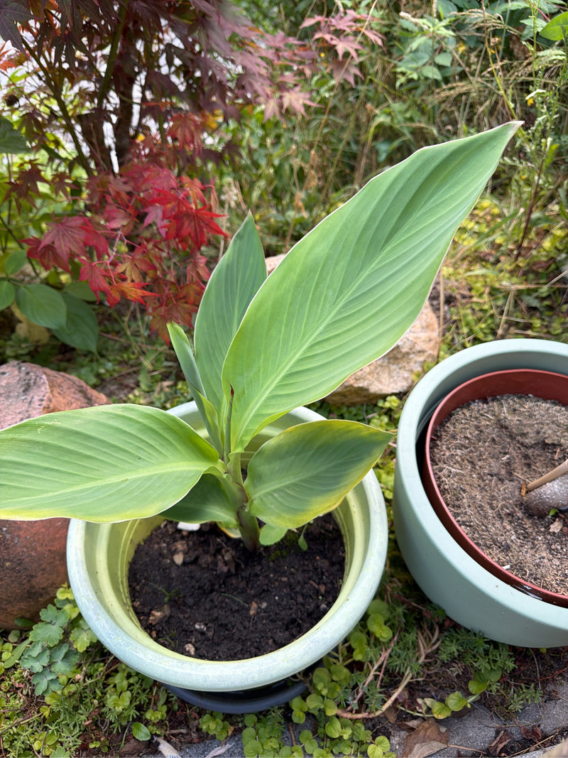 Indisches Blumenrohr — Bild 5