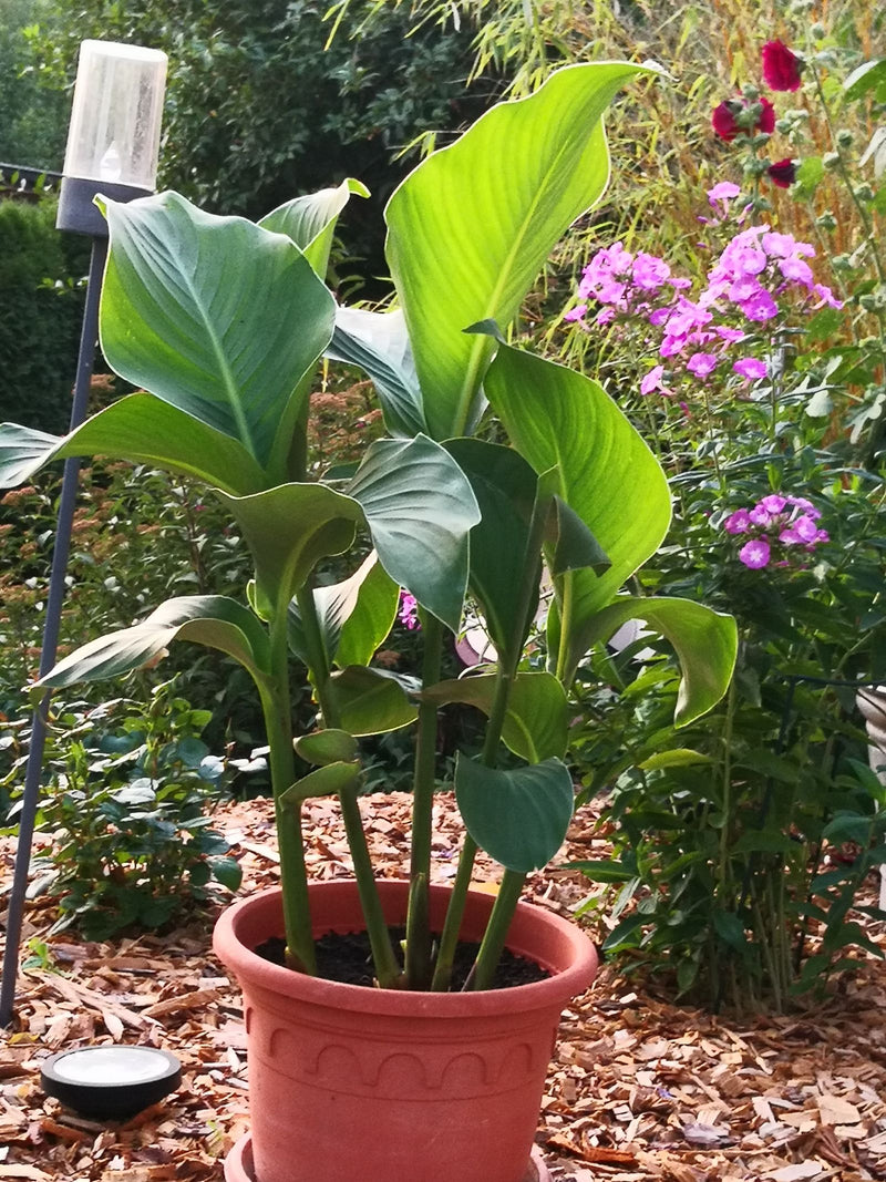 Indisches Blumenrohr — Bild 1