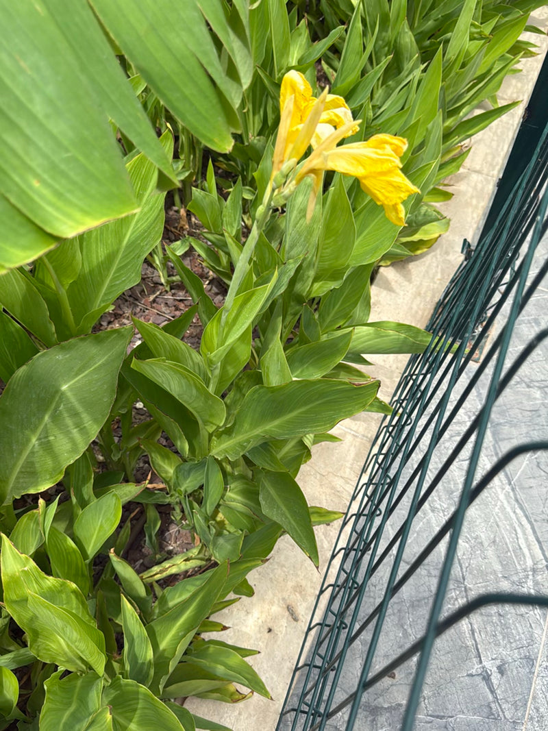 Indisches Blumenrohr — Bild 4