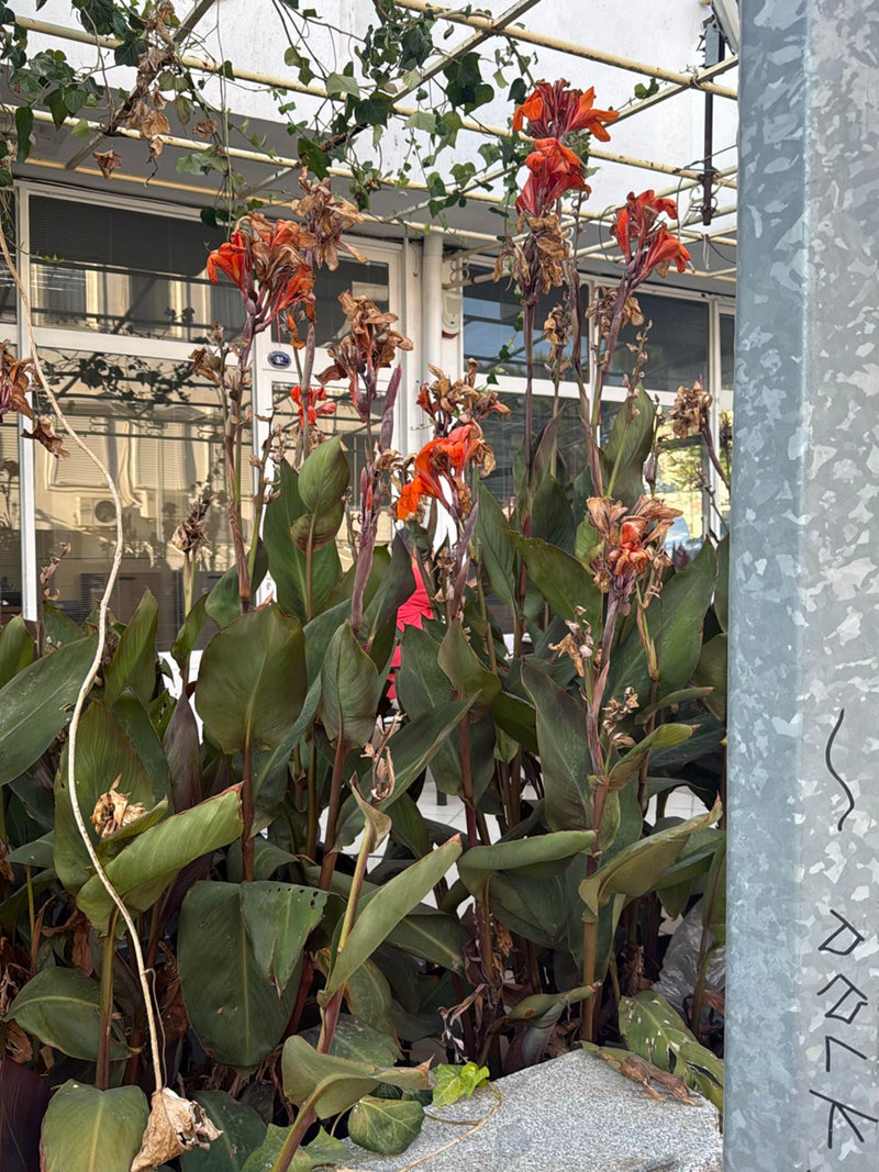 Indisches Blumenrohr — Bild 3
