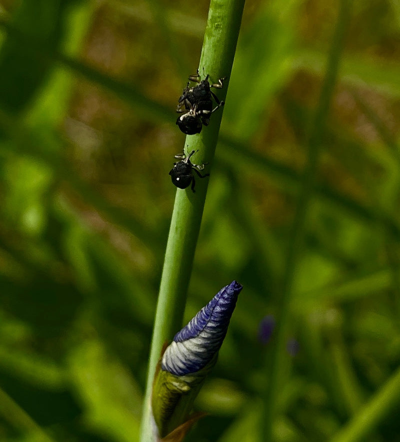 Iris-Rüsselkäfer — Bild 1