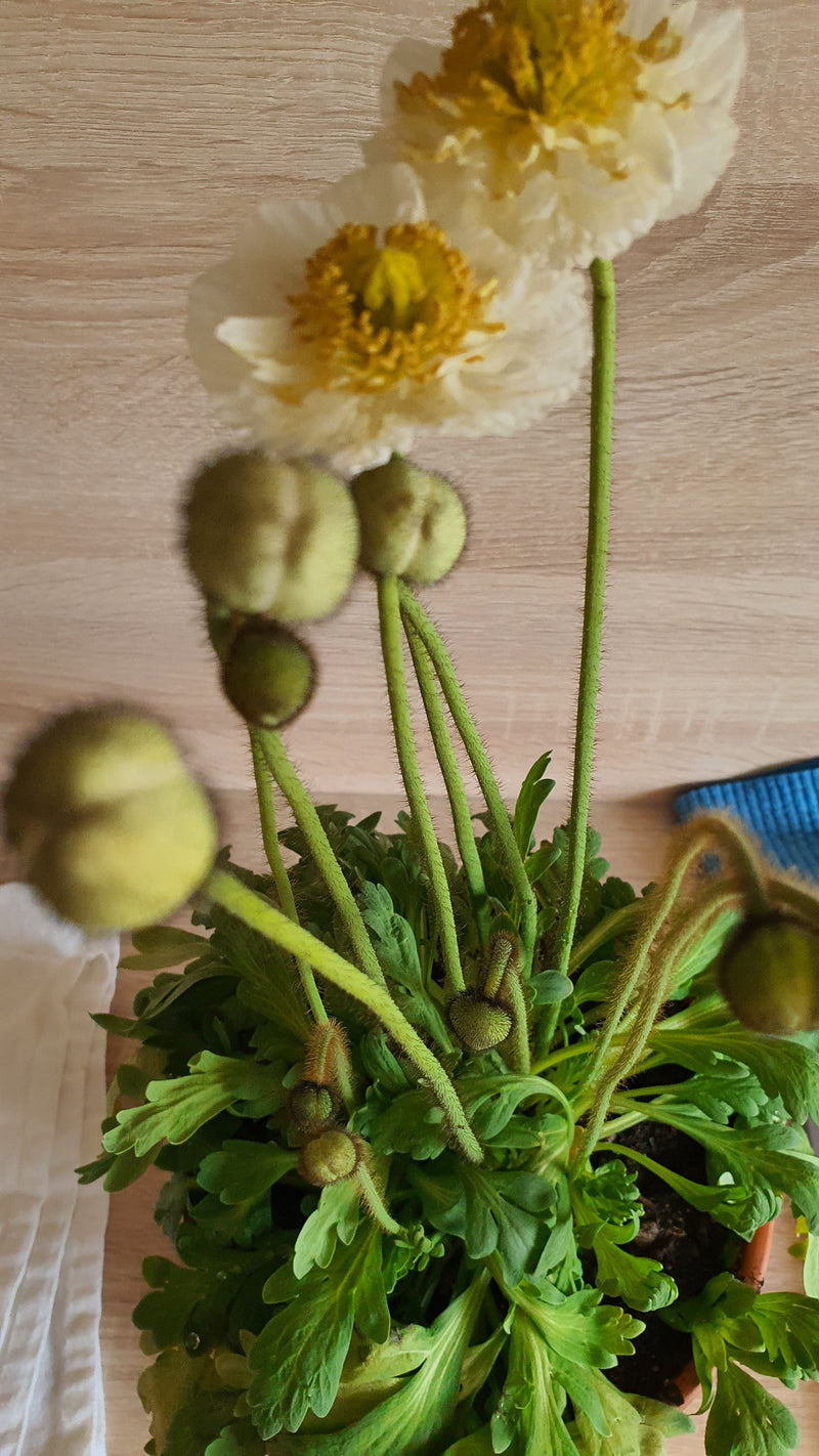 Island-Mohn — Bild 1
