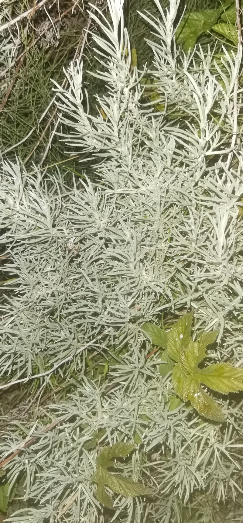 Zu sehen sind die charakteristischen, silbrig-grauen und schmalen Blätter des Currykrauts. Die Pflanze wächst dicht verzweigt auf einem Gartenboden.