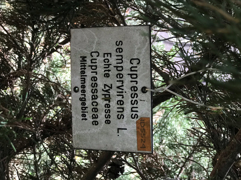 Auf dem Bild ist ein Infoschild an den Nadeln einer Echten Zypresse befestigt. Es zeigt den wissenschaftlichen und deutschen Namen der Baumart.