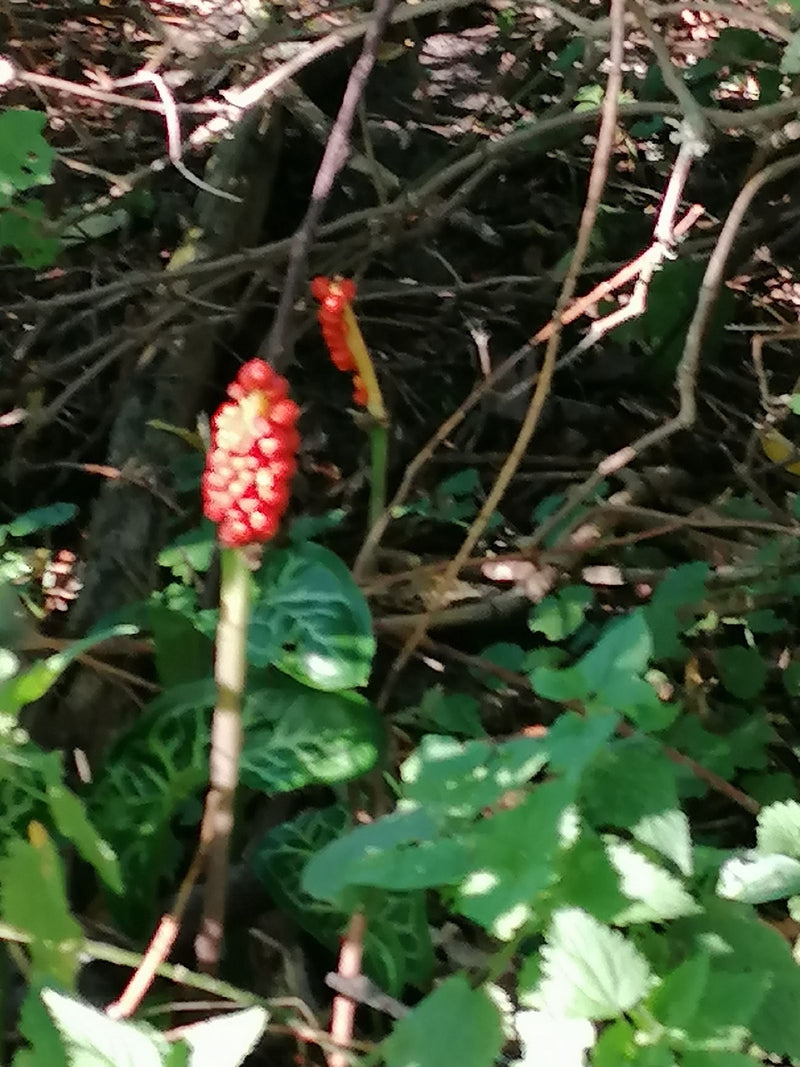 Ein Italienischer Aronstab mit einem auffälligen, aufrechten Fruchtstand voller roter Beeren wächst im Unterholz.