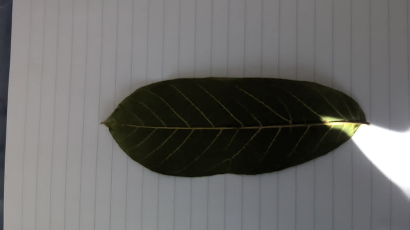 Ein einzelnes, längliches Blatt eines Jackfruchtbaums liegt flach auf einem liniertem Papier.