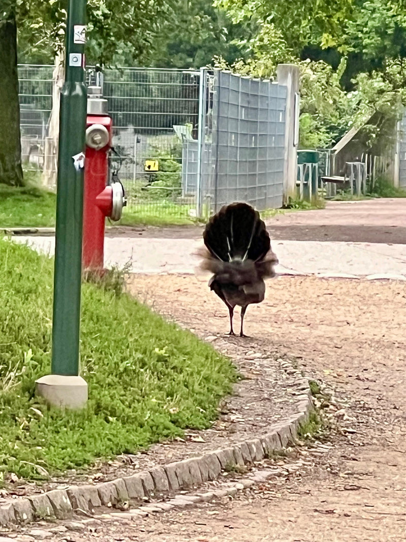 Jagdfasan — Bild 1