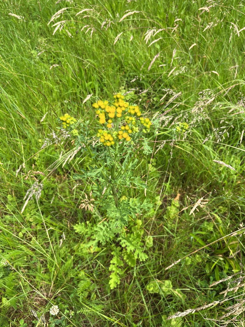 Jakobs-Greiskraut — Bild 3