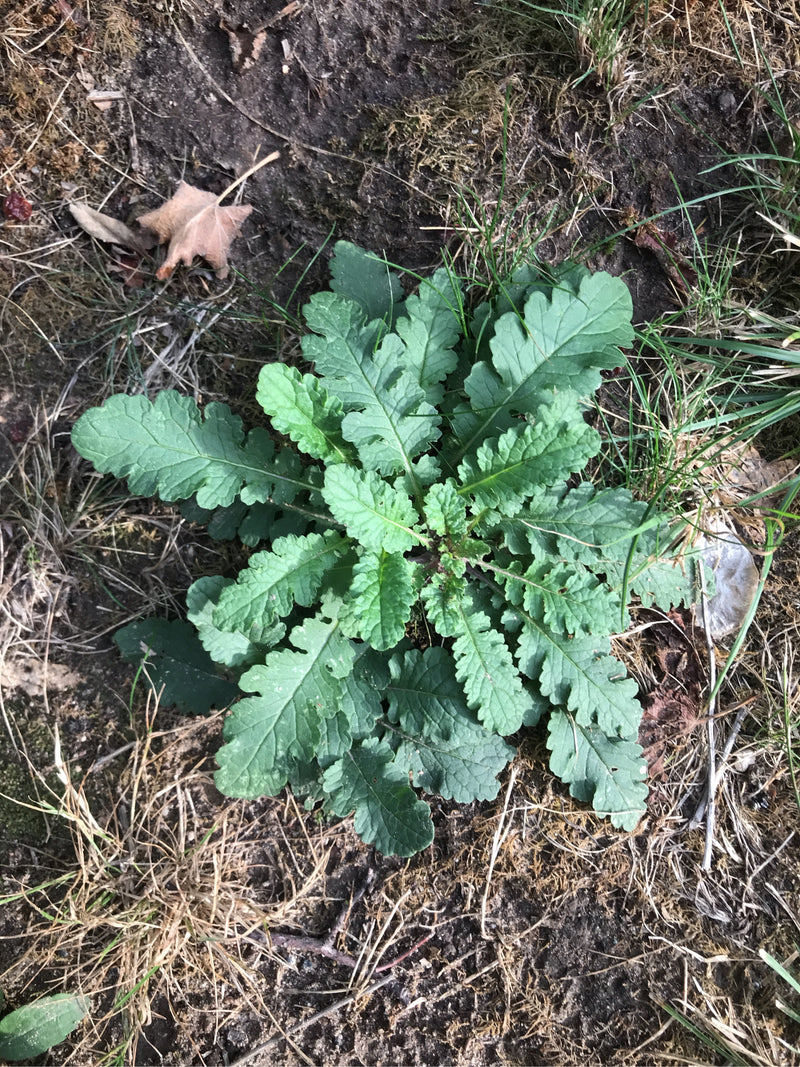 Jakobs-Greiskraut — Bild 1 von 25