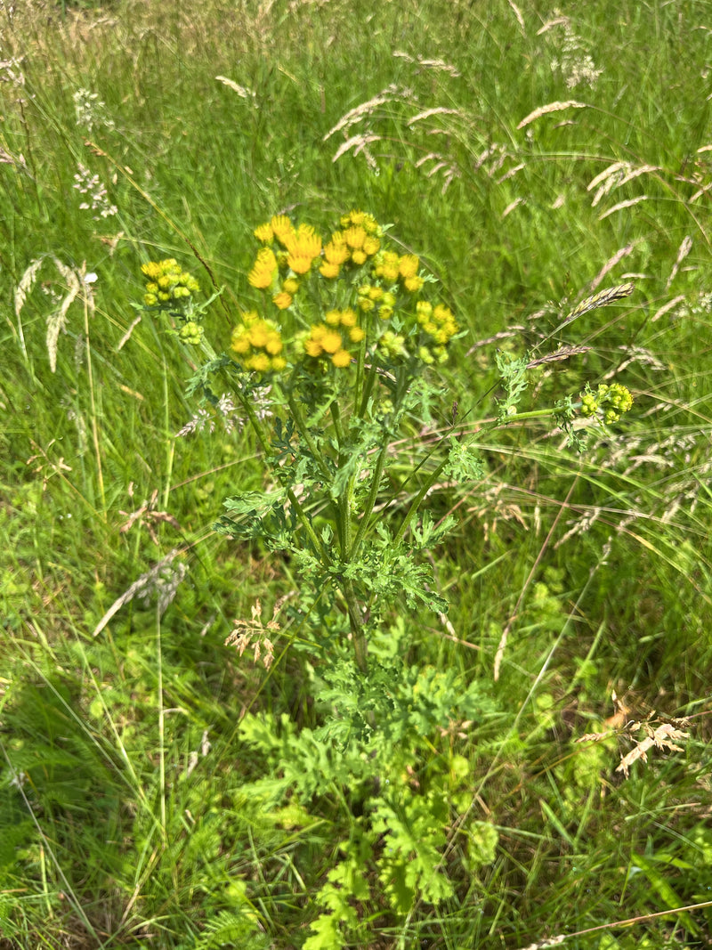 Jakobs-Greiskraut — Bild 5