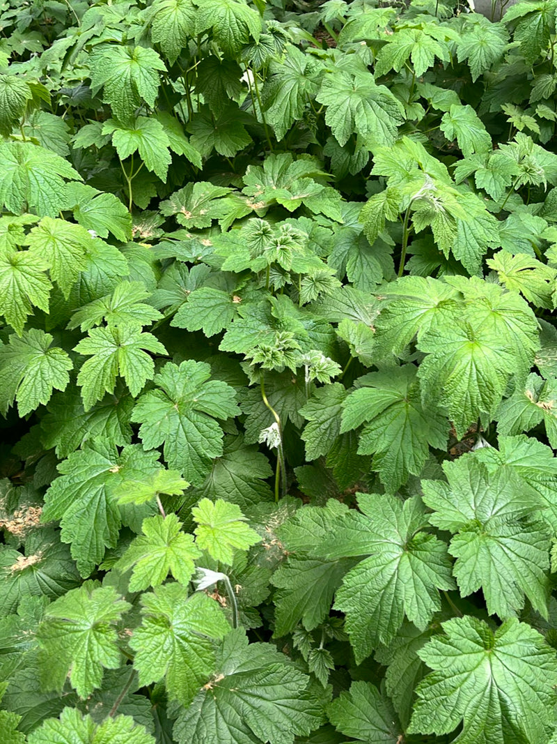 Japanische Anemone — Bild 2