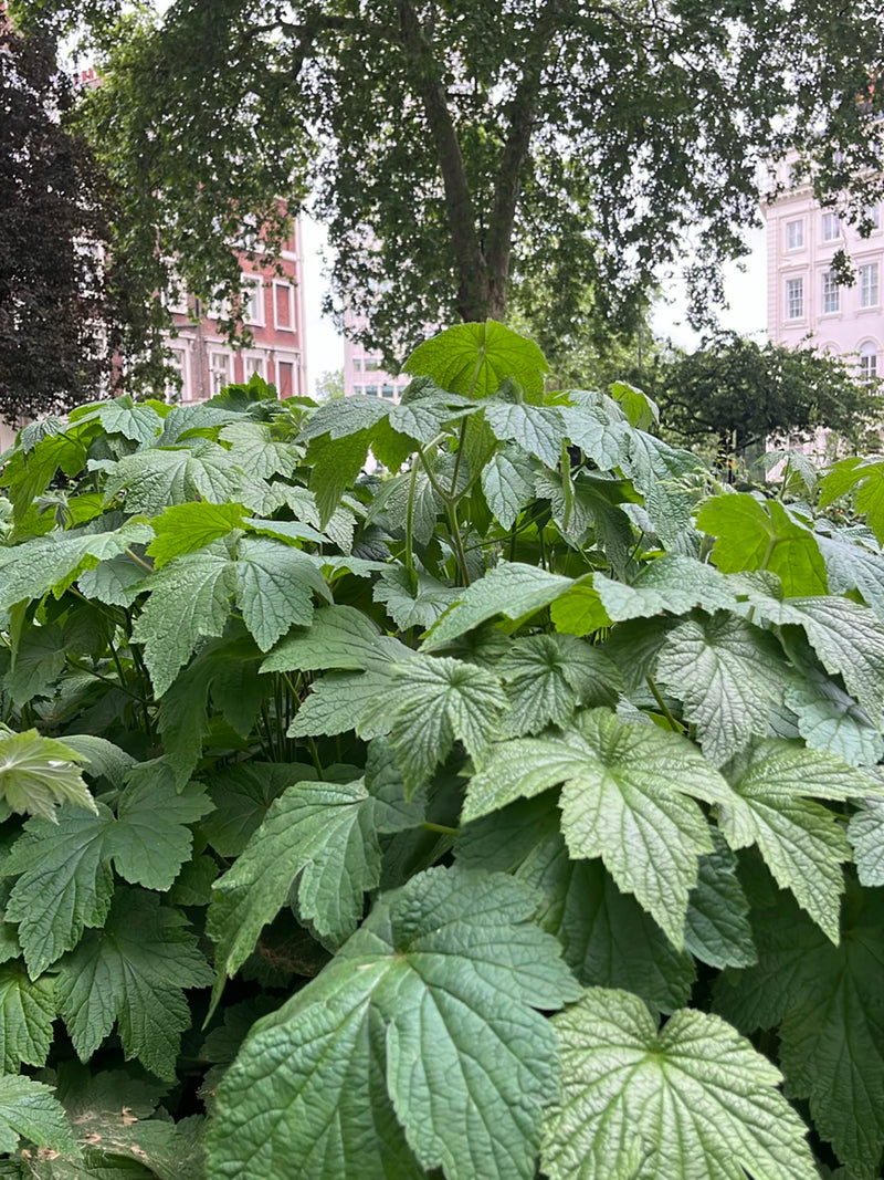 Japanische Anemone — Bild 1