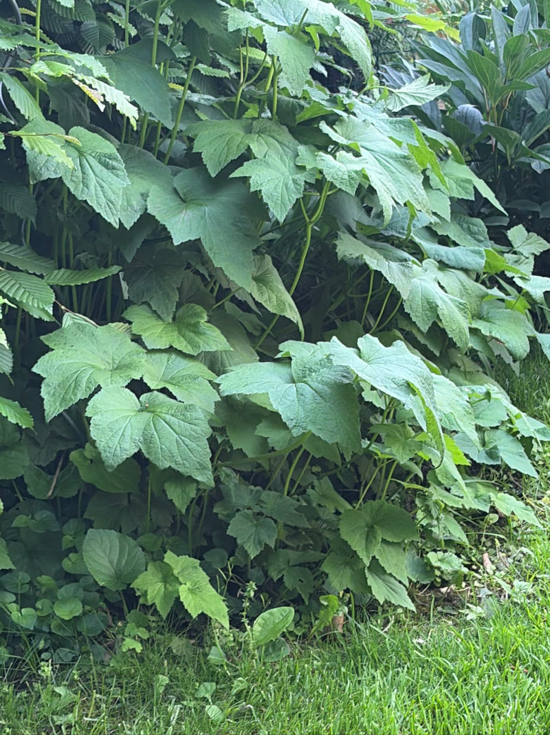 Japanische Anemone — Bild 3