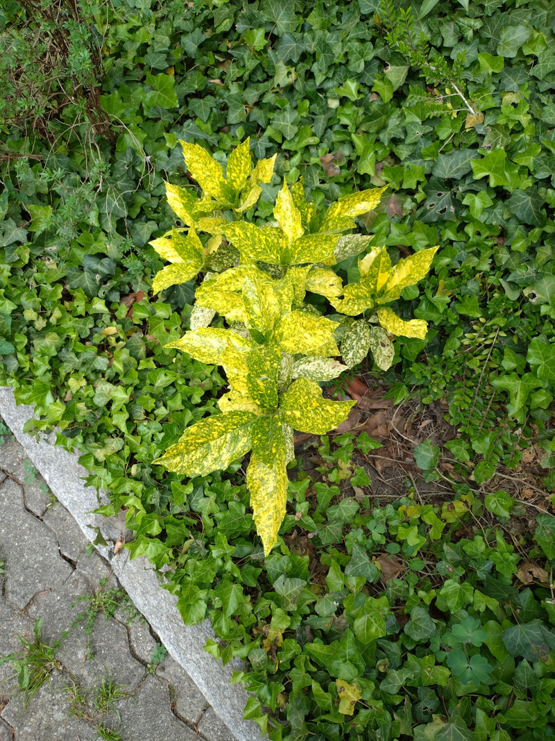 Japanische Aukube — Bild 2