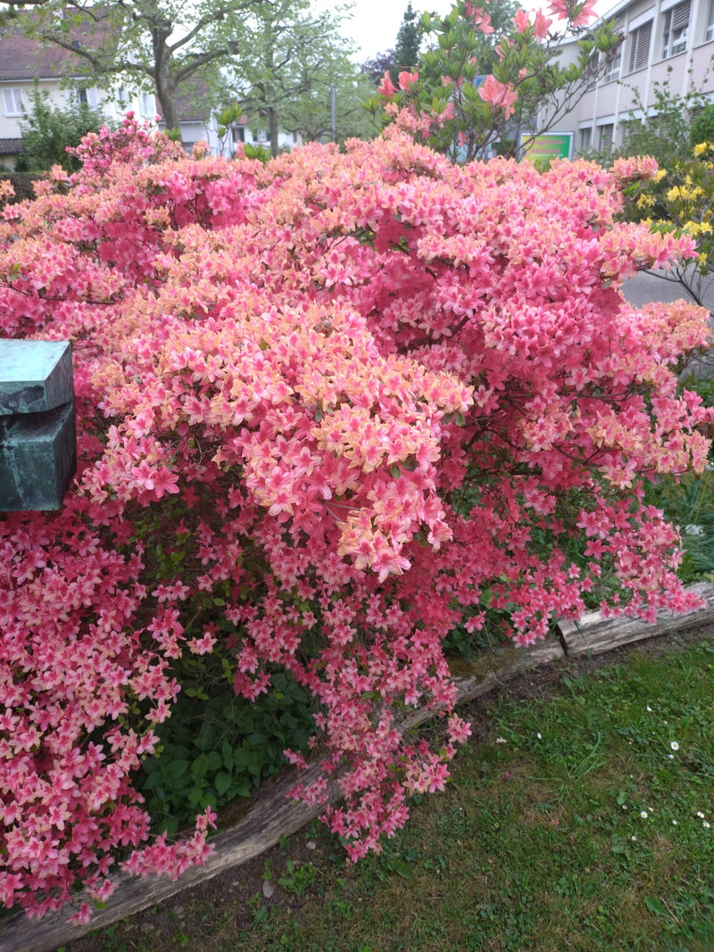 Japanische Azalee — Bild 2