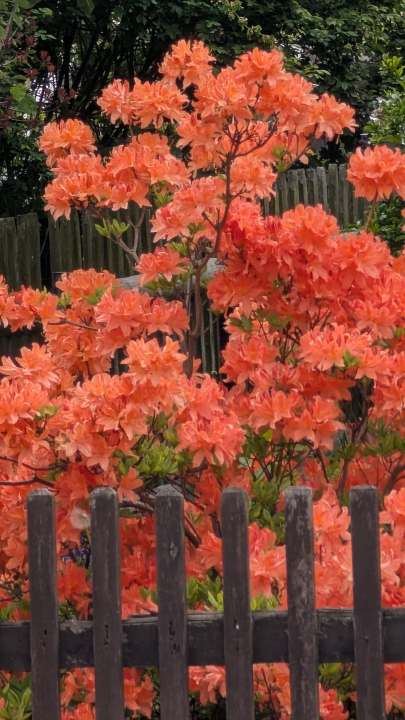 Japanische Azalee — Bild 3