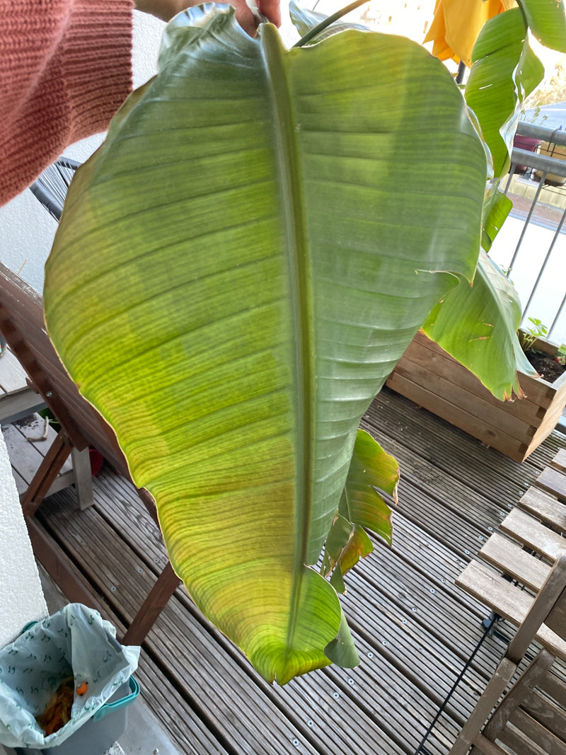 Japanische Faserbanane — Bild 1