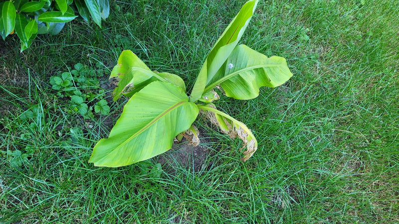 Japanische Faserbanane — Bild 2