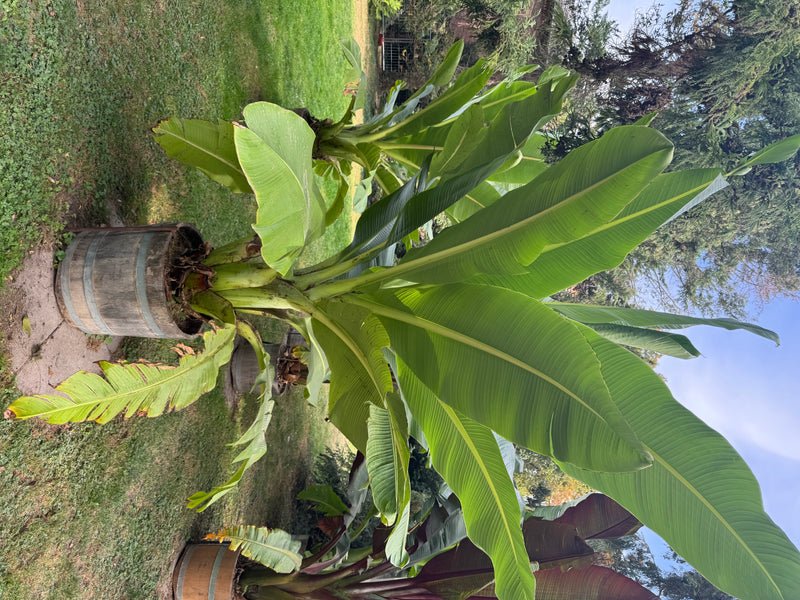 Eine Japanische Faserbanane mit großen, grünen Blattwedeln wächst in einem Holzfass auf einer Rasenfläche im Garten.