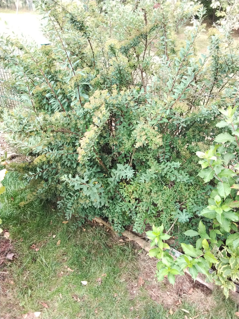 Zu sehen ist ein dichter Zwerg-Spierstrauch mit zahlreichen grünen Blättern und feinen Blütenständen in einem Garten. Die Pflanze steht vor einer Rasenfläche...