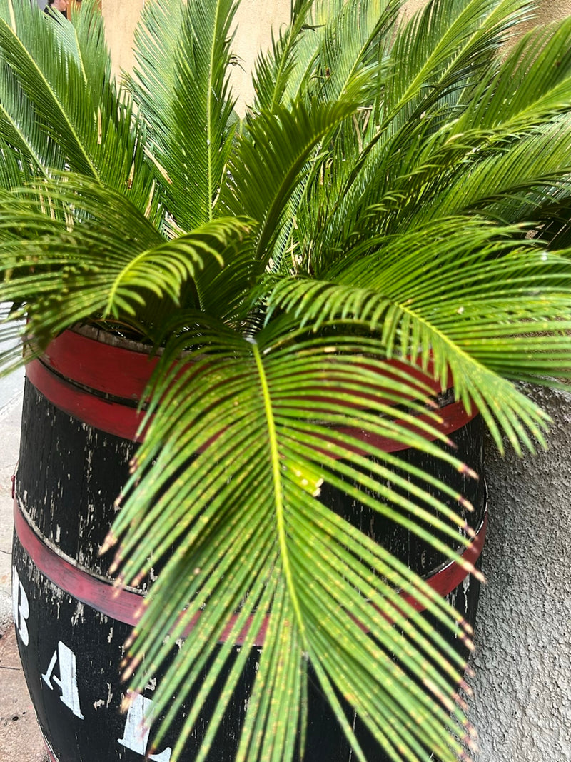 Palmfarn — Bild 1